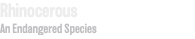 Rhinocerous An Endangered Species